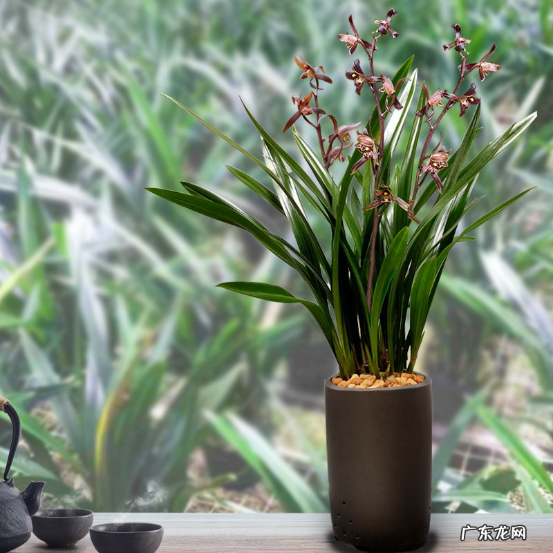 9种“旺宅花” 家里客厅养什么花好吸风水旺财