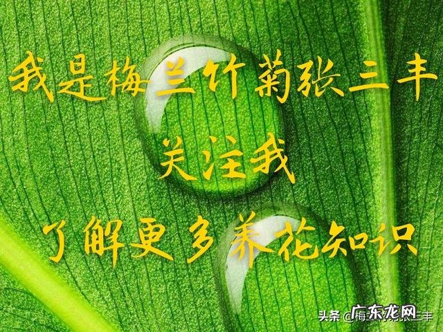 用蛭石养君子兰盆栽可以吗?该注意些什么?