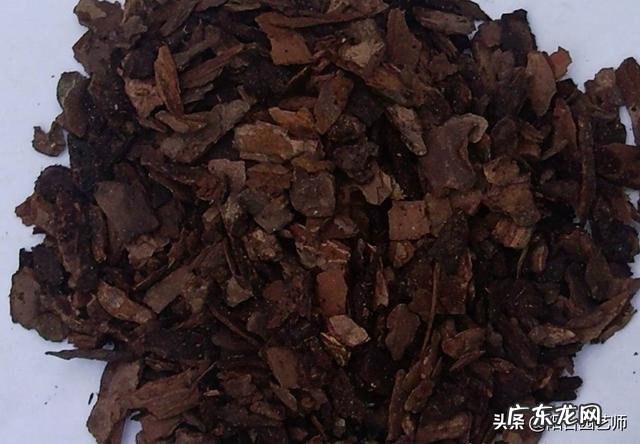 用蛭石养君子兰盆栽可以吗?该注意些什么?