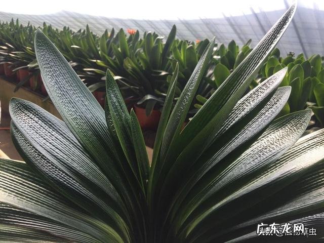 用蛭石养君子兰盆栽可以吗?该注意些什么?