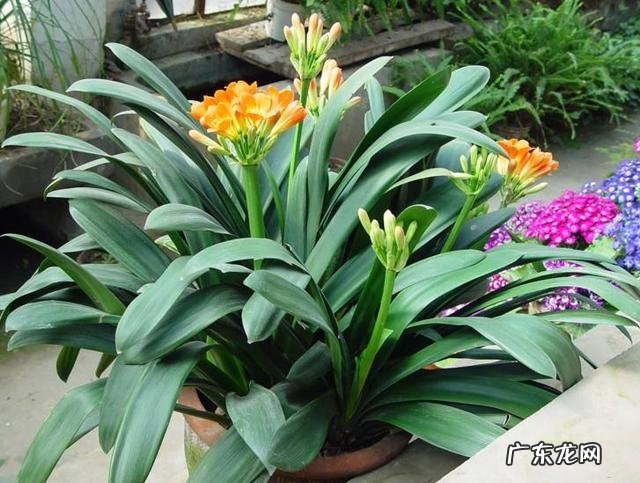 用蛭石养君子兰盆栽可以吗?该注意些什么?