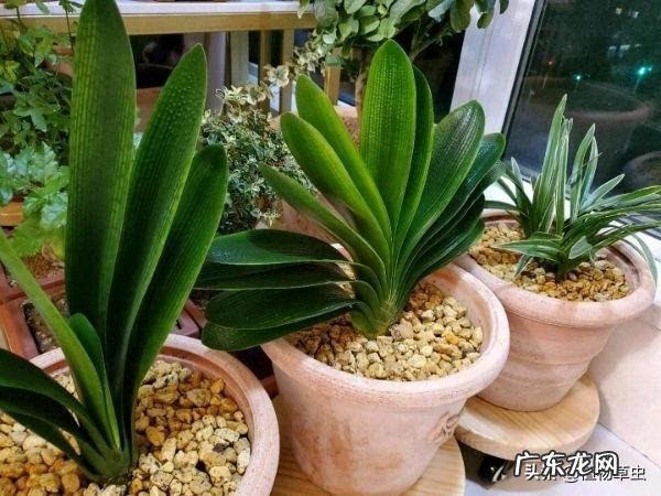 用蛭石养君子兰盆栽可以吗?该注意些什么?