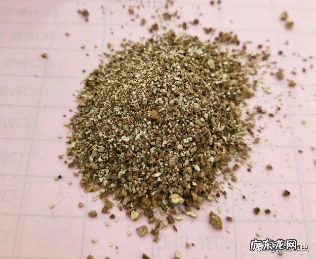 用蛭石养君子兰盆栽可以吗?该注意些什么?