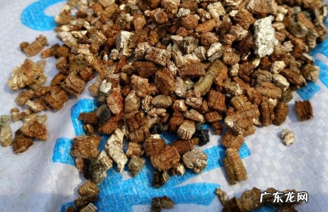 用蛭石养君子兰盆栽可以吗?该注意些什么?