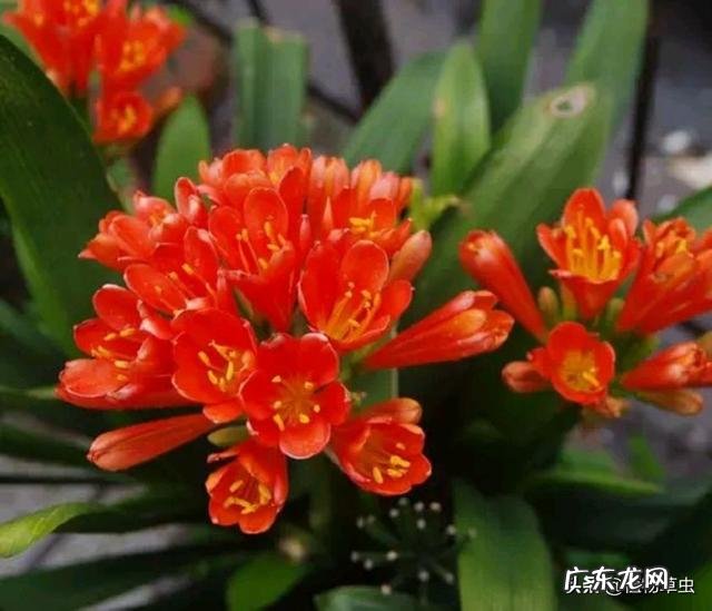 用蛭石养君子兰盆栽可以吗?该注意些什么?