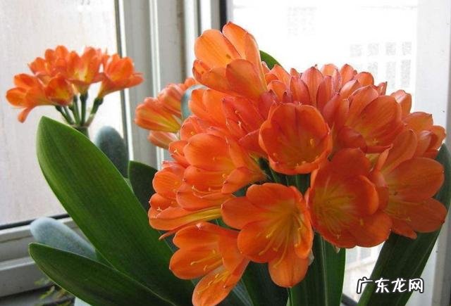 用蛭石养君子兰盆栽可以吗?该注意些什么?