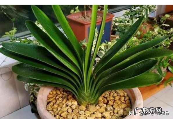 用蛭石养君子兰盆栽可以吗?该注意些什么?