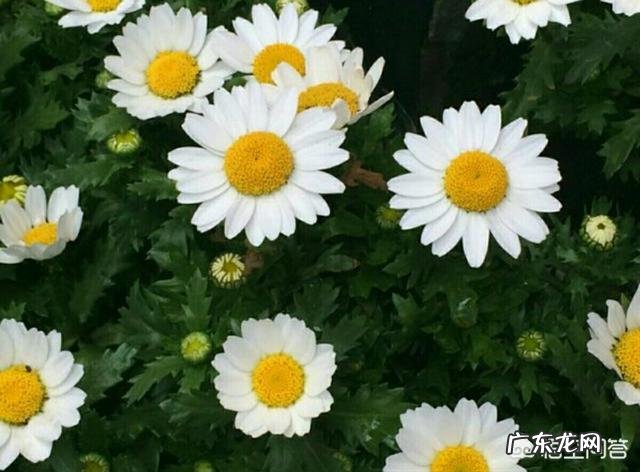 如何培育小雏菊?