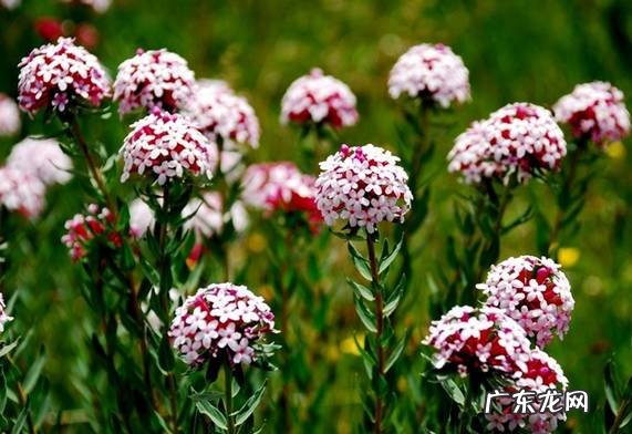 植物百科狼毒的功效与作用 狼毒的功效与作用及用量