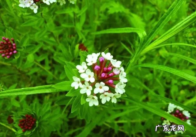 植物百科狼毒的功效与作用 狼毒的功效与作用及用量