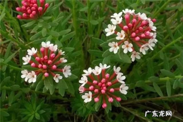 植物百科狼毒的功效与作用 狼毒的功效与作用及用量