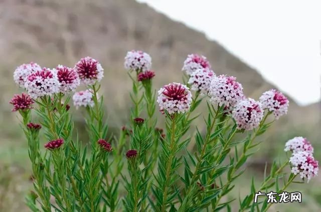 植物百科狼毒的功效与作用 狼毒的功效与作用及用量