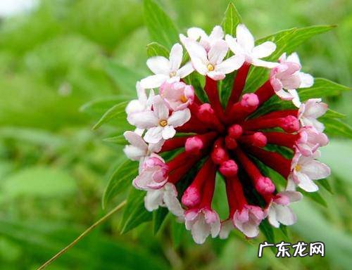 植物百科狼毒的功效与作用 狼毒的功效与作用及用量