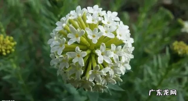 植物百科狼毒的功效与作用 狼毒的功效与作用及用量