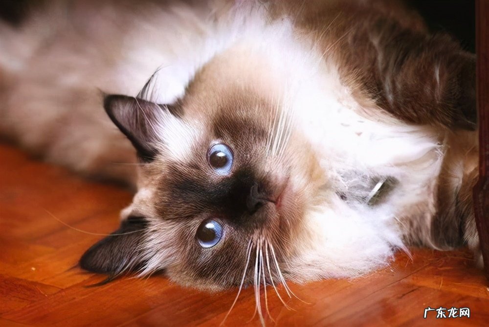 养猫能破坏风水 客厅里养猫会影响家里的风水吗