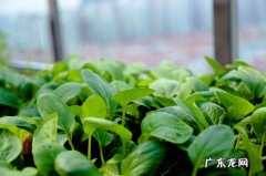 走运 家里阳台红薯风水好吗