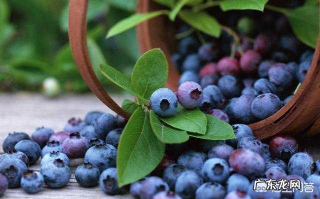 水果之王到底是什么？猕猴桃还是榴莲？