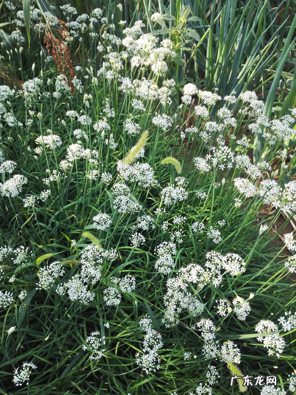 韭菜韭菜子的药用价值 韭菜子的功效与作用的功效和作用是什么