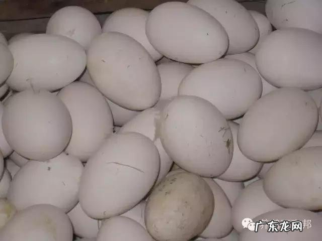 鹅蛋的功效与作用 鹅蛋的功效与作用禁忌功