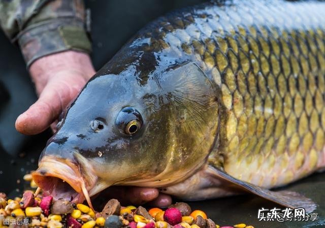 什么鱼饵钓鱼比较好呢?