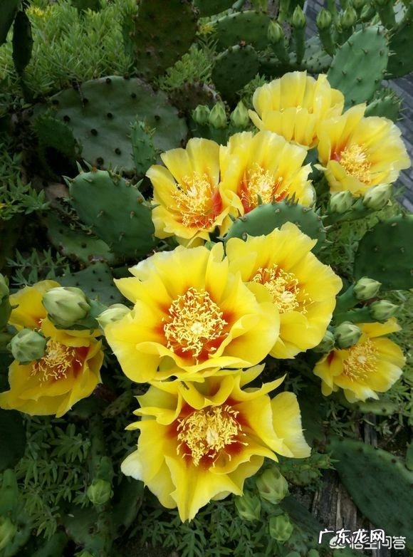 应该怎么样给仙人掌浇水?