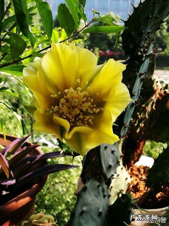 应该怎么样给仙人掌浇水?