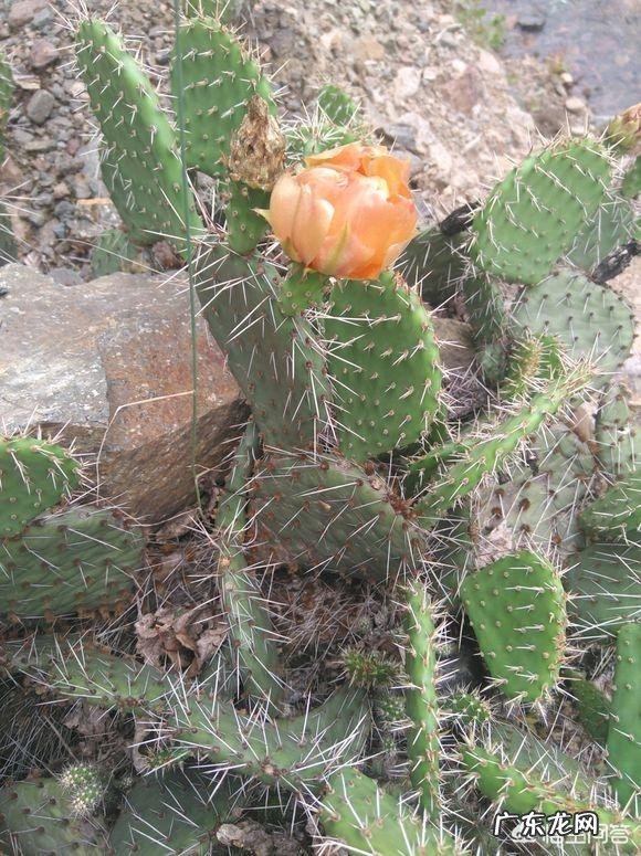 应该怎么样给仙人掌浇水?