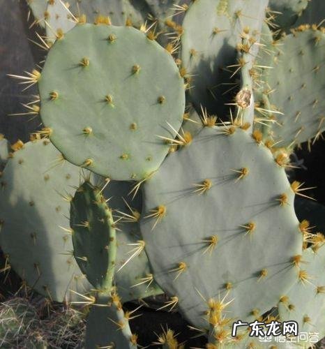 应该怎么样给仙人掌浇水?