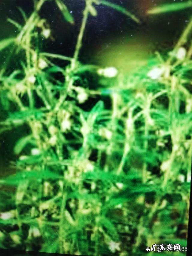 白花蛇舌草的功效有哪些?