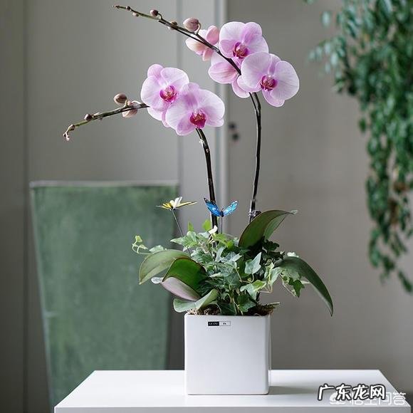 盆栽的蝴蝶兰怎么安全度夏？夏季应该怎么浇水？