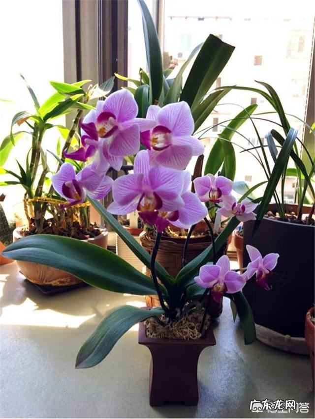 盆栽的蝴蝶兰怎么安全度夏？夏季应该怎么浇水？