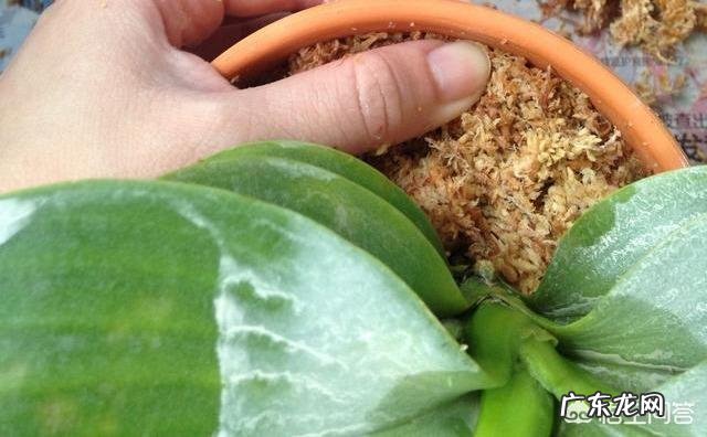 盆栽的蝴蝶兰怎么安全度夏？夏季应该怎么浇水？