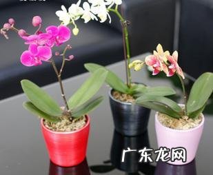 盆栽的蝴蝶兰怎么安全度夏？夏季应该怎么浇水？