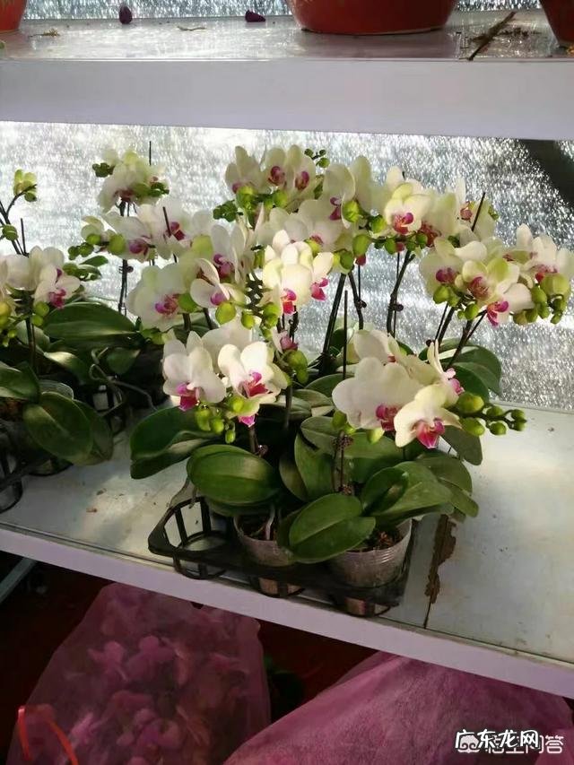 盆栽的蝴蝶兰怎么安全度夏？夏季应该怎么浇水？