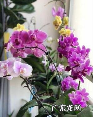 盆栽的蝴蝶兰怎么安全度夏？夏季应该怎么浇水？