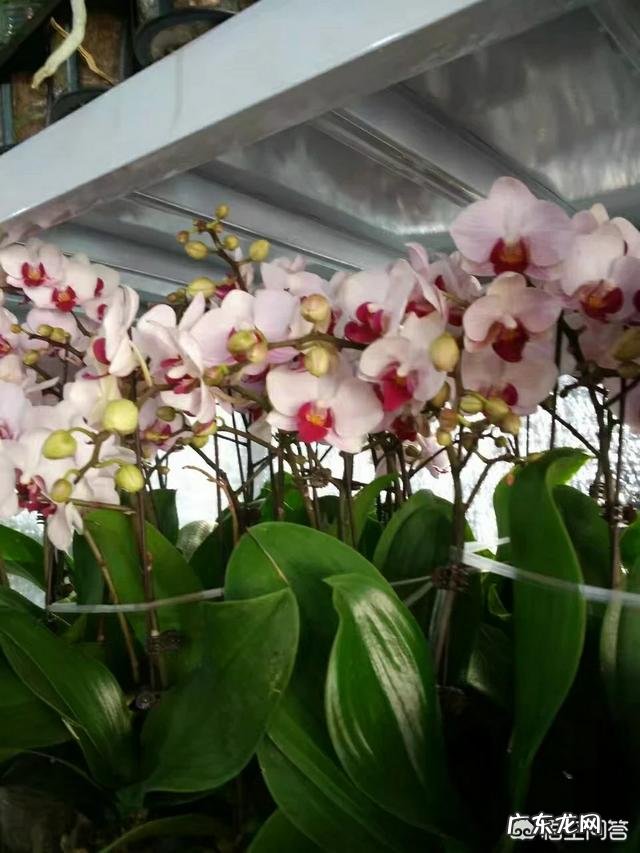 盆栽的蝴蝶兰怎么安全度夏？夏季应该怎么浇水？