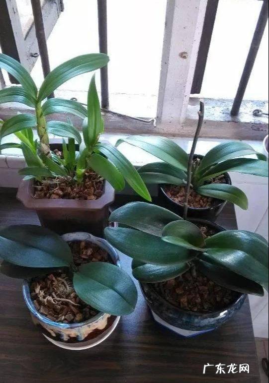 盆栽的蝴蝶兰怎么安全度夏？夏季应该怎么浇水？