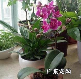 盆栽的蝴蝶兰怎么安全度夏？夏季应该怎么浇水？