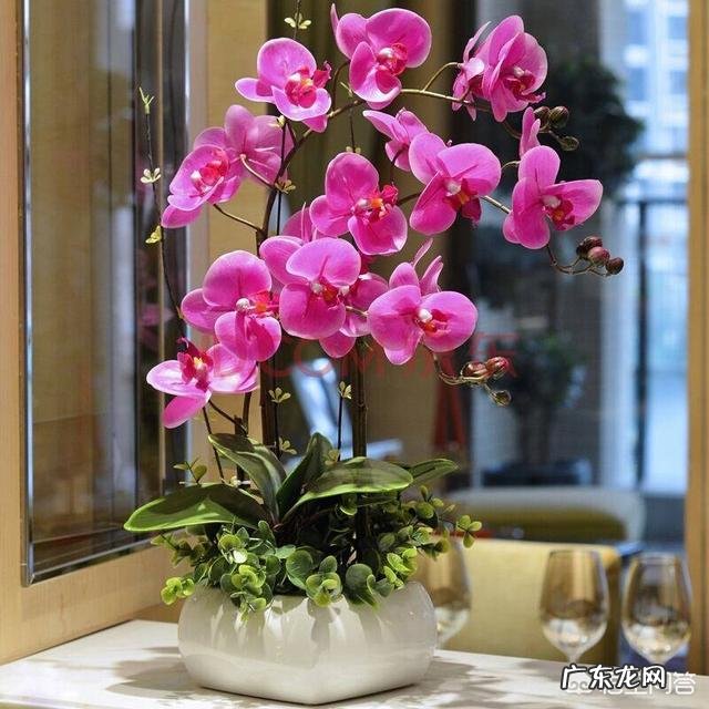 盆栽的蝴蝶兰怎么安全度夏？夏季应该怎么浇水？