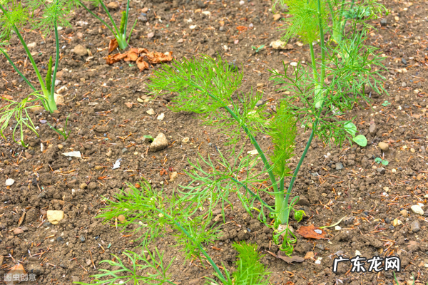 小茴香大功效 小茴香的功效与作用及禁忌