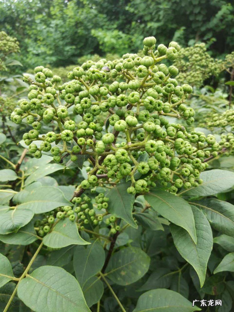 中药古今研究吴茱萸 吴茱萸的功效与作用