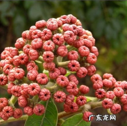 中药古今研究吴茱萸 吴茱萸的功效与作用