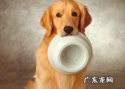 狗粮是什么做的?