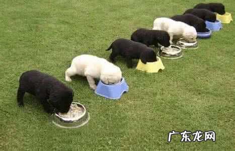 狗粮是什么做的?