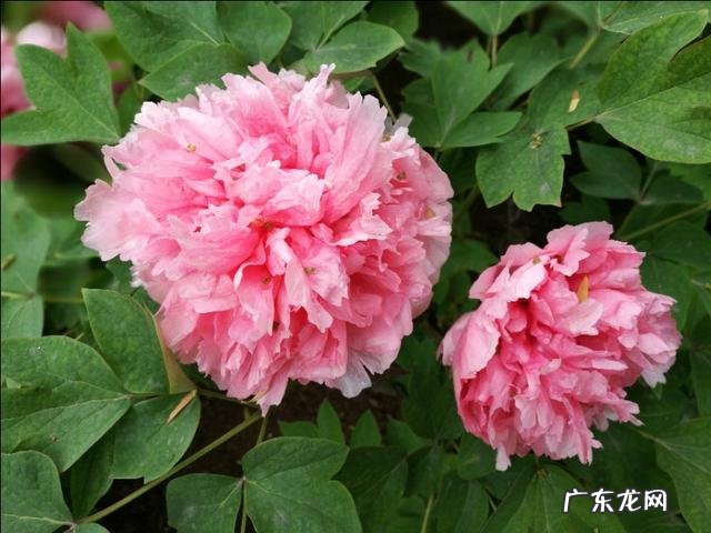 洛阳的市花是什么,有什么寓意?