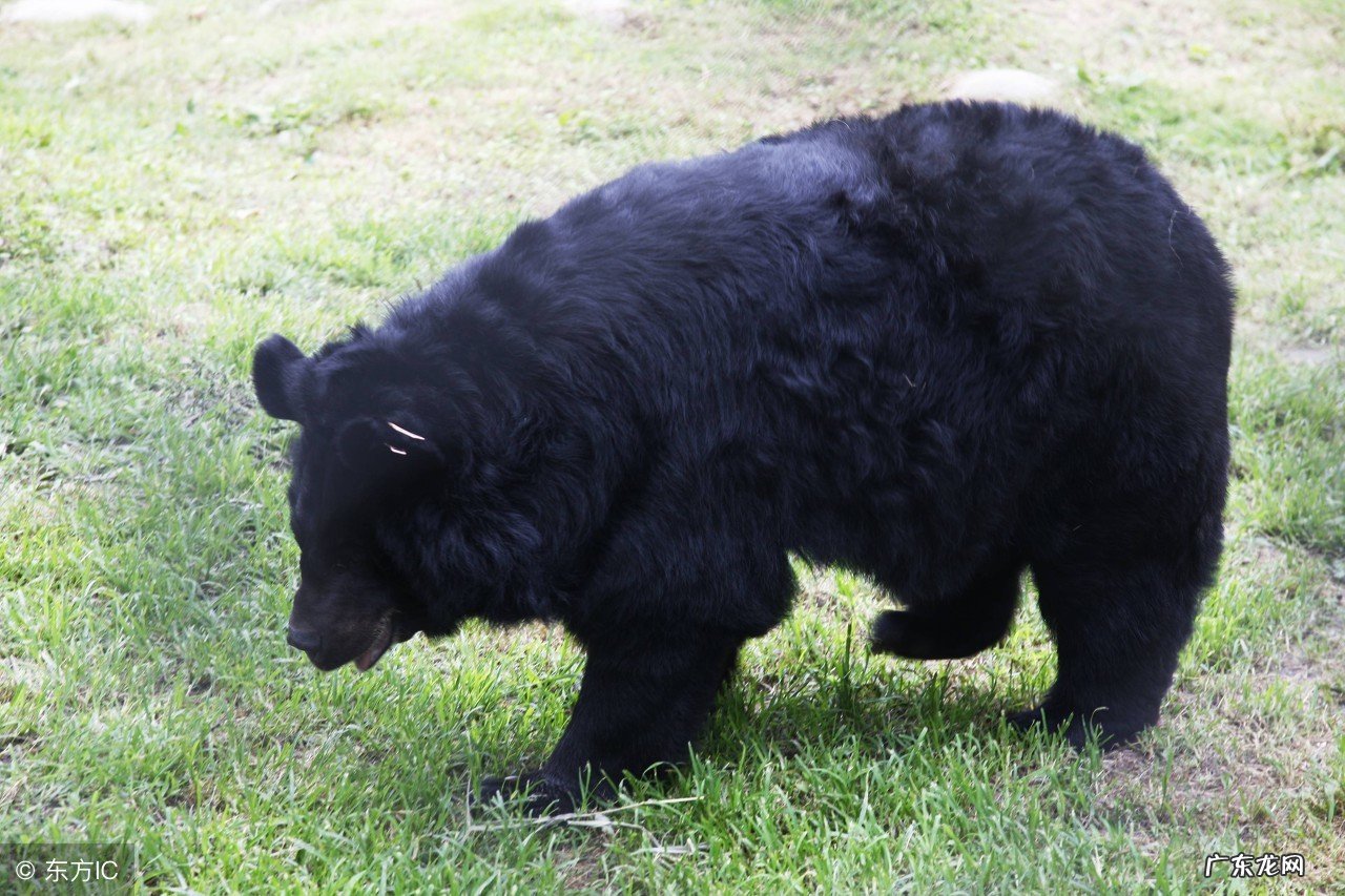 中药熊胆的研究妙用 熊胆的功效与作用禁忌