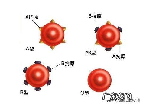 什么血型的人身体最好?