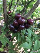 树葡萄种了十年了还没结果是怎么回事？