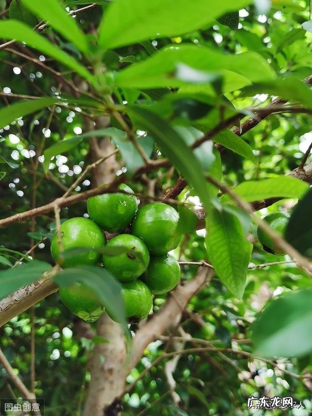 树葡萄种了十年了还没结果是怎么回事?