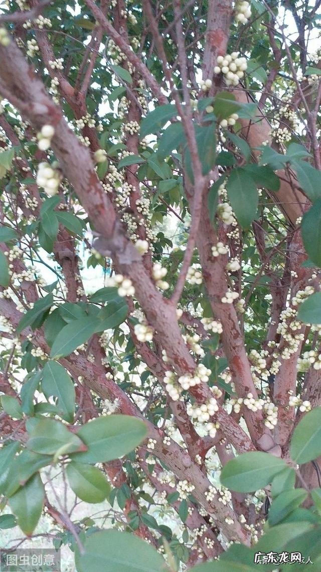 树葡萄种了十年了还没结果是怎么回事?